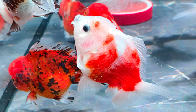 Close-up of a Oranda fancy goldfish in a clear aquarium. The fish has a rounded body with a distinctive wen (head growth) and a striking white and red-orange scale pattern. 