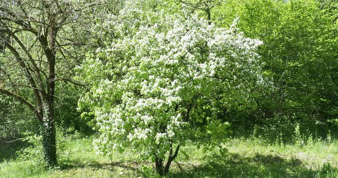 Cydonia oblonga - Quince tree, fruit tree in an orchard as ornamental blooming shrub with magnificent white to pale pink cup-shaped flowers on grey down twigs covered with oval, velvety green foliage
