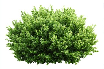 Obraz premium Lush green bush isolated.