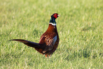 Common pheasant (Phasianus colchicus)