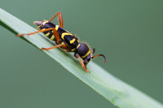 Wasp beetle (Clytus arietis)