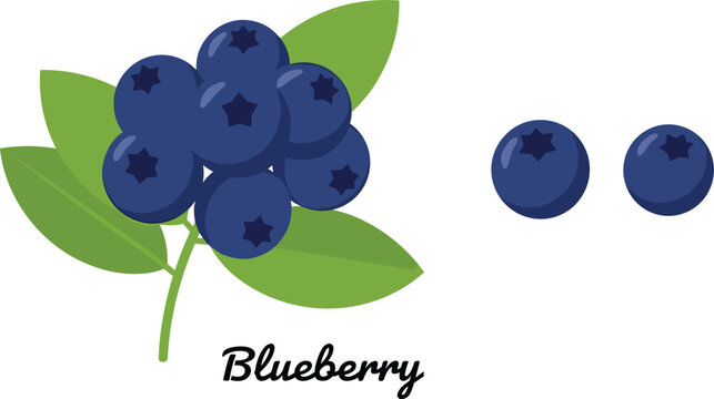Professional vector illustration of fresh blueberries with green leaves and individual berries for organic food and healthy lifestyle branding