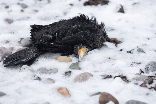 Toter Kormoran liegt im Februar am Strand von Warnem&uuml;nde bei Diedrichshagen.