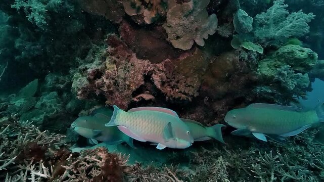 Unusual gathering of parrotfish &ndash; Scaridae &ndash; clustered beneath a coral overhang during spawning season on the Great Barrier Reef, Australia, illustrating reproductive aggregation behavior on the reef.