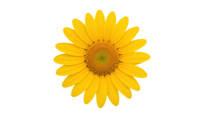 Fototapeta premium A stunning high-resolution, full-face close-up of a single vibrant yellow flower, revealing every intricate detail of its cheerful petals and radiant center with remarkable clarity and natural beauty