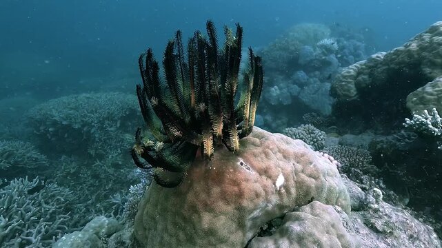 Feather star &ndash; Crinoidea &ndash; perched on a coral head with golden yellow base and black feathered arms on the Great Barrier Reef, Queensland, Australia. This echinoderm filters plankton.