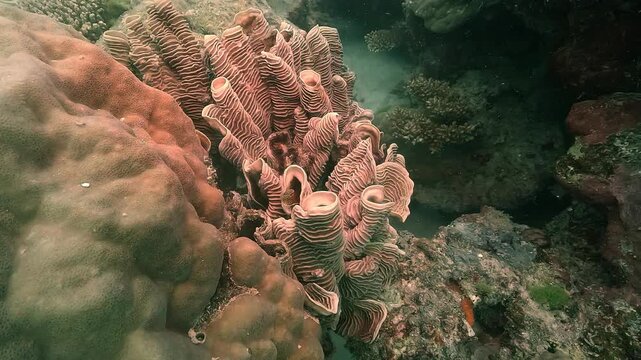 Brown orange tube sponge &ndash; Callyspongia &ndash; growing beside coral formations and filtering seawater in a tropical reef ecosystem. Filmed on the Great Barrier Reef, Queensland, Australia.