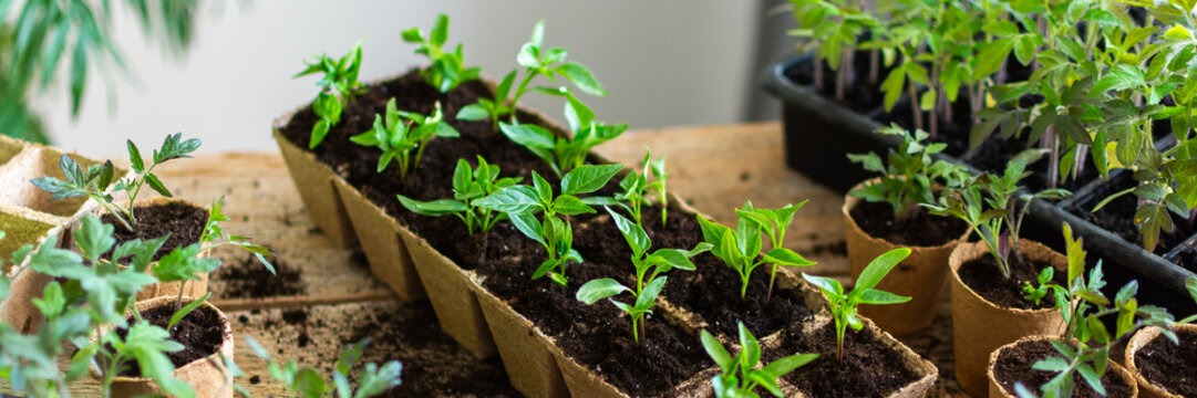 Bright green tomato and pepper seedlings are carefully pricked out from plastic trays and transferred into eco-friendly peat pots on a wooden table in an indoor garden, banner