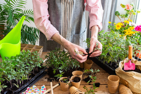 A man carefully pricks out young tomato seedlings and places them into eco-friendly pots, surrounded by lush plants and gardening tools in a bright indoor space, preparing for spring planting 