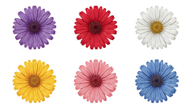 Vibrant, realistic set of six colorful gerbera daisies purple, red, white, yellow, pink, blue. Each bloom isolated on white, showcasing delicate petals and natural beauty