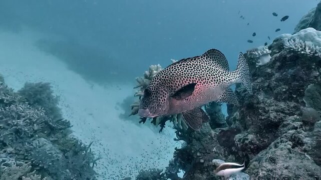 A spotted sweetlips &ndash; Plectorhinchus picus &ndash; glides downward along a reef rock on the Great Barrier Reef, Australia. This reef fish moves slowly near coral formations in tropical waters.