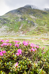 Obraz premium green landscape in Rodnei mountains Romania