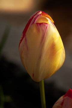 Tulipan amarillo, primavera en holanda