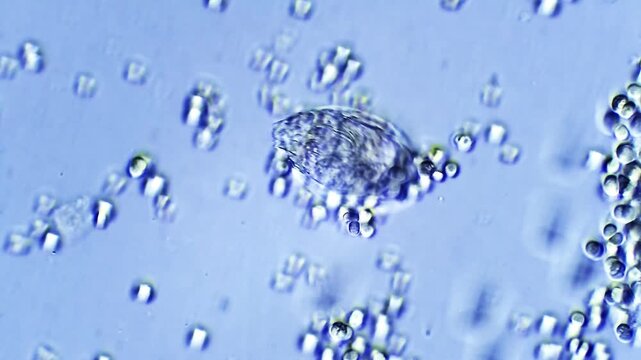 Paramecium - Micro organism at microscope magnification