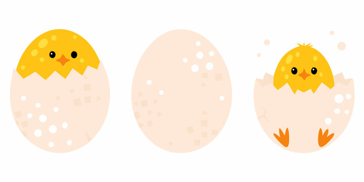 A chick hatching from an egg illustrating stages of new life