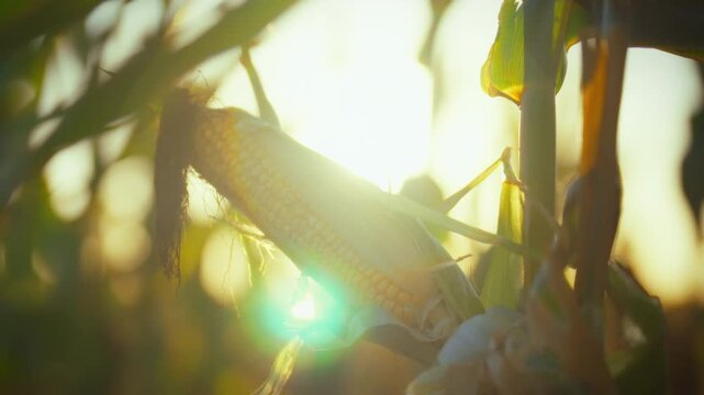 Under warm evening sunset, lush green corn stalk stands tall in vibrant field, with close-up view yellow corn cob, its kernels glistening, capturing serene outdoors scenery with mix yellow green hues