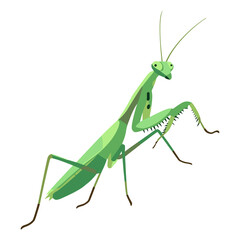 Green Praying Mantis Standing Profile Clipart Isolated on Transparent Background