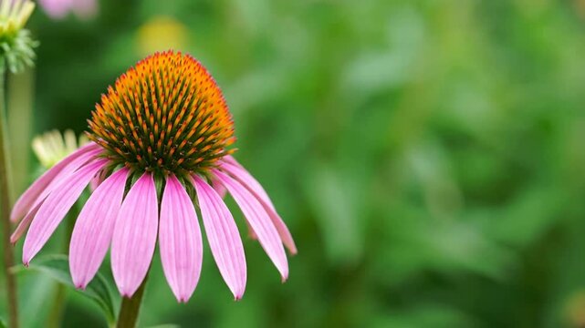 Close-up of a beautiful pink coneflower in full bloom, showcasing its vibrant petals and unique texture against a soft, natural green background, symbolizing summer's splendor and natural beauty