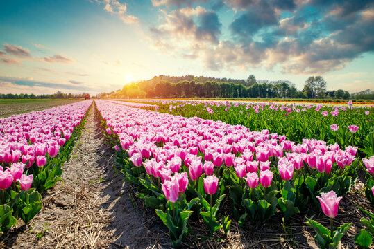 Colorful tulip fields with dramatic evening sky. Intense magenta blooms under striking sunset and distant windmill