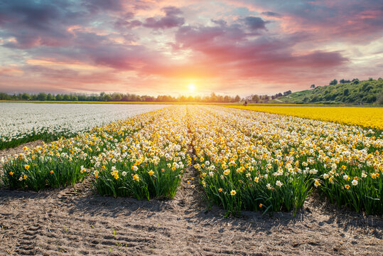 Colorful tulip fields with dramatic evening sky. Intense magenta blooms under striking sunset and distant windmill