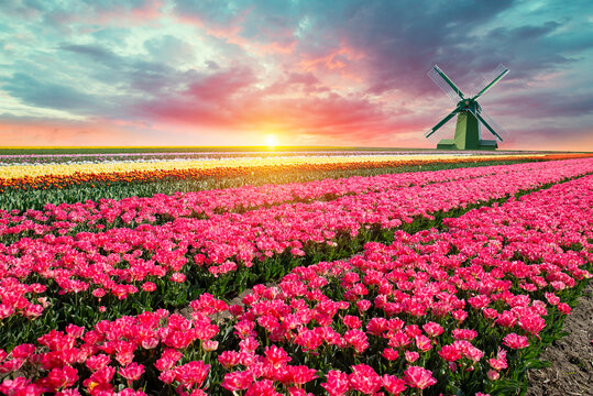 Colorful tulip fields with dramatic evening sky. Intense magenta blooms under striking sunset and distant windmill