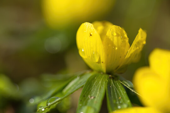 Close-up of winter aconite with raindrops, first winter aconites in spring up close, yellow petals and delicate green leaves, yellow background, spring bloomers, Eranthis hyemalis