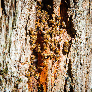 Essaim d'abeilles sauvages dans un tronc d'arbre. Abeilles Osma faisant un nid. Apis mellifera, abeilles domestiques en libert&eacute; dans un trou d'arbre.