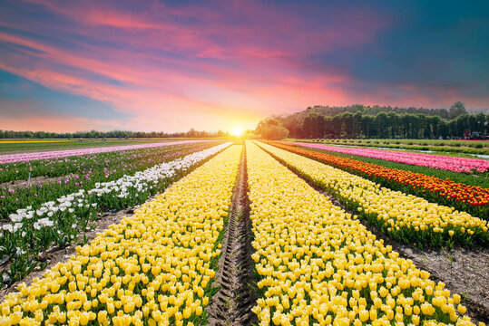 Colorful tulip fields with dramatic evening sky. Intense magenta blooms under striking sunset and distant windmill
