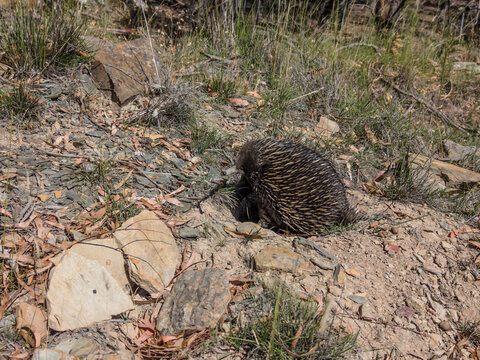 Short Beaked Echidna