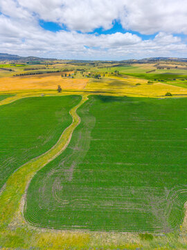 Patterns from the sky of Corn farm near Glen Innes, New South Wales