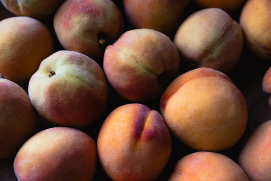 Close up of home grown fuzzy freshly picked ripe peaches in natural light