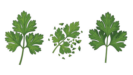 Naklejka premium Realistic illustration of fresh green parsley sprigs shown whole and finely chopped for culinary use on a white background.