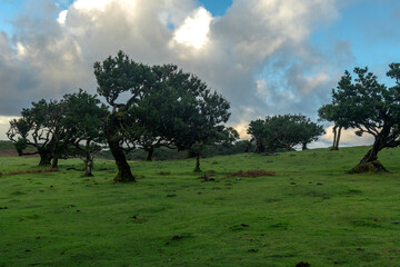 Tajemnicza polana ze starymi drzewami w zielonym krajobrazie Madery © Kamil_k2p