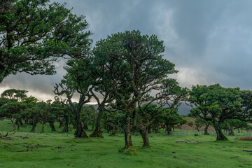 Tajemnicza polana ze starymi drzewami w zielonym krajobrazie Madery © Kamil_k2p
