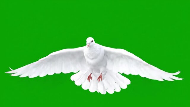 White dove flying on green background
