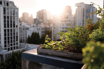 Fototapeta premium An inviting rooftop garden filled with vibrant greenery, perfectly contrasting the concrete skyline during sunset, highlighting urban agriculture and sustainability.