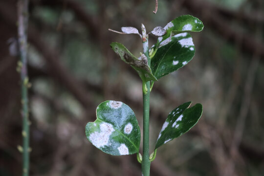 Close-up of Euonymus japonica bush with gray moldy spots on  green leaves. Evergreen plant called Japanese spindle tree
