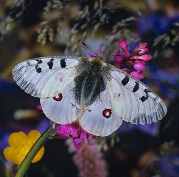 Alpenapollo, Parnassius phoebus, mit ge&ouml;ffneten Fl&uuml;geln auf rosa Orchideenbl&uuml;te, in Deutschland ist die Art sehr selten.