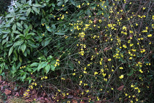 Jasminum nudiflorum bush in bloom near Aucuba japonica . Winter jasmine bush with yellow flowers on winter season