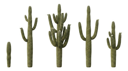 Saguaro Cactus Collection Isolated on White Background