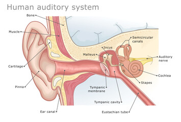 Human auditory system medical diagram. Detailed cross-sectional vector illustration of the human ear with labeled parts. Ear Anatomy Series. © Refluo