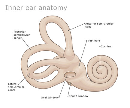 Anatomy of the human labyrinth (inner ear). Vector illustration. Ear Anatomy Series.
