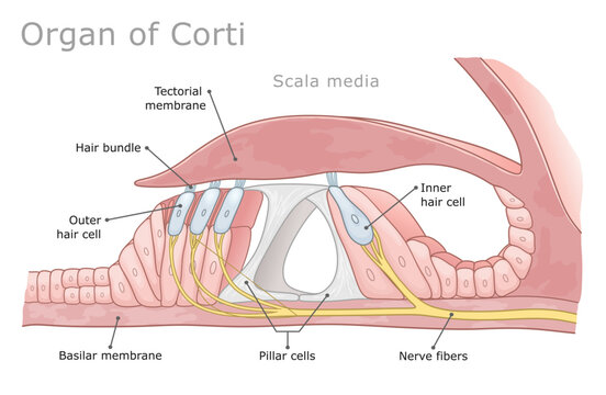 Labeled medical diagram of the human organ of Corti. Vector illustration. Ear Anatomy Series.