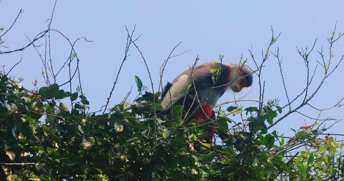 Douc Langur Perched In Forest Canopy, Wide Wildlife Shot Under Blue Sky