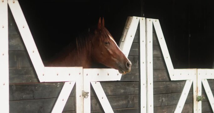 Chestnut Horse Looking Out Barn Stall In Rain, Rustic Equestrian Mood