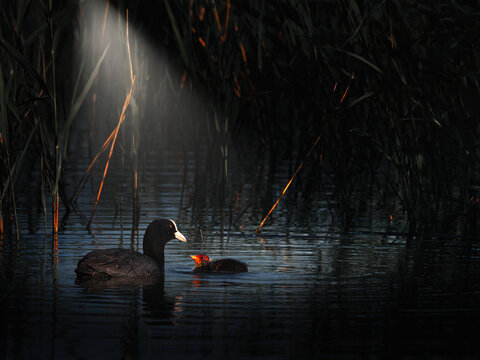 Eurasian coot with chick in dark moody wetland