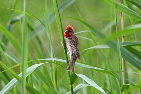 Common rosefinch (Carpodacus erythrinus) on reed stem