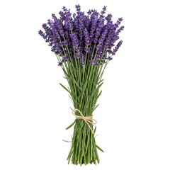 Fototapeta premium Fresh lavender bundle tied with natural twine for home decoration or aromatherapy