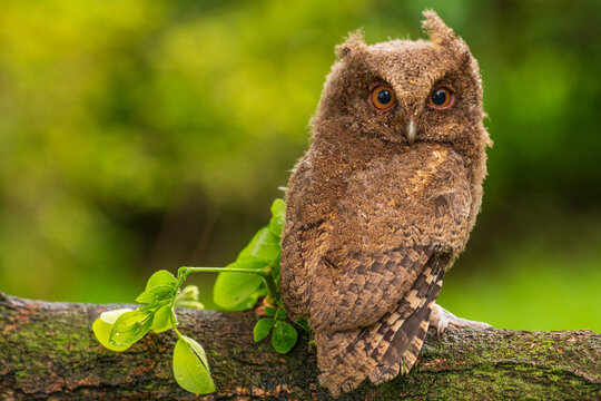 Javan Scops Owl