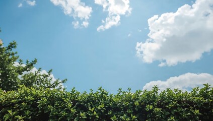 Fototapeta premium Bright blue sky with puffy white clouds, over green foliage, creating a sense of calm and openness
